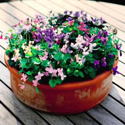 Suttons Viola Odorata Miracle
