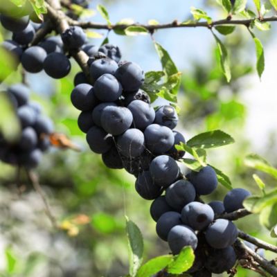 Suttons Sloe