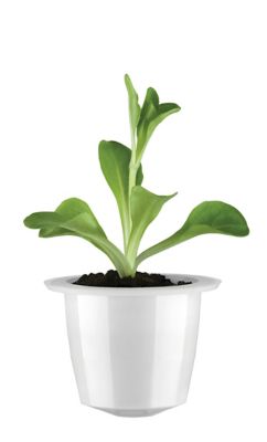 10 Dualit Compostable Sumatra Capsules image(5)