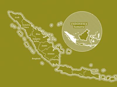 10 Dualit Compostable Sumatra Capsules image(6)