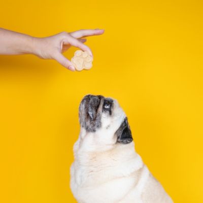Dog and Bond Doggy Ice Cream Mix image(5)