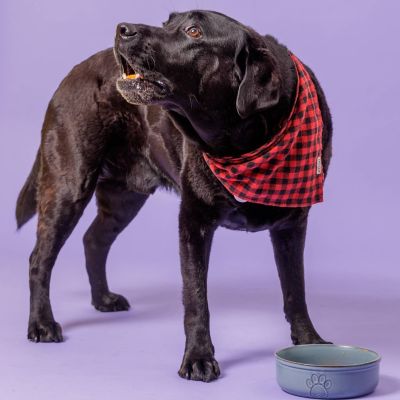 Mason Cash Reactive Large Dog Bowl - 18cm image(3)