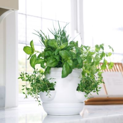 Potty About Herbs image(1)