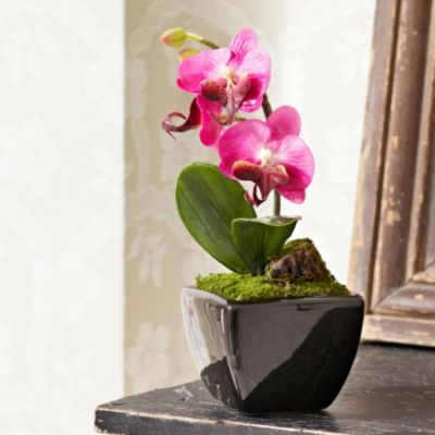 Mini Phalaenopsis Orchid image(1)