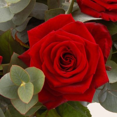 Dozen Red Roses with free express delivery image(2)