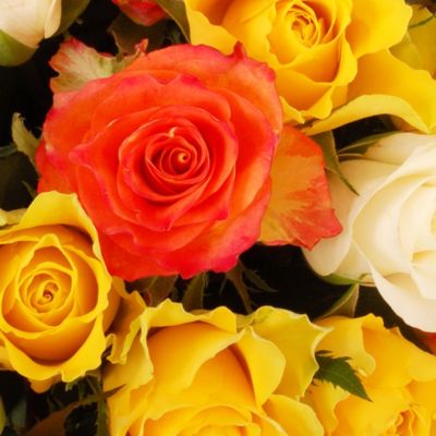 Fairtrade Mixed Roses with Free Express Delivery image(2)