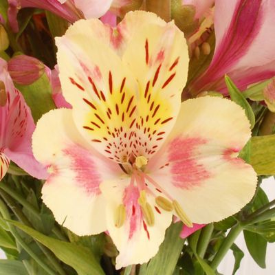 Country Cottage Bouquet Gift Set With Free Express Delivery image(2)