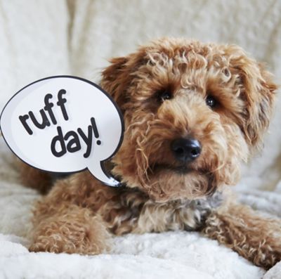 Dog Selfies image(2)