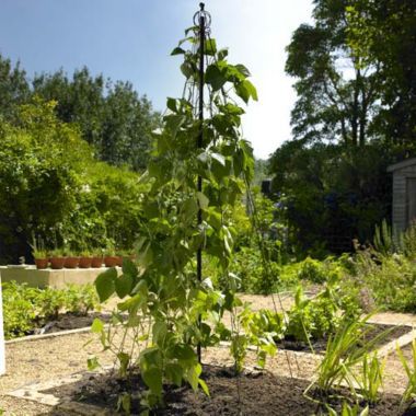 Garden Maypole Plant Support image()