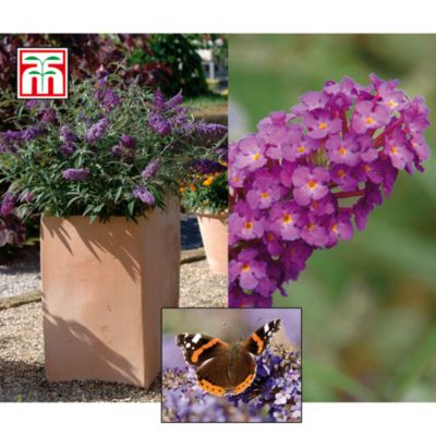 Thompson & Morgan Buddleja Buzz™ image(1)