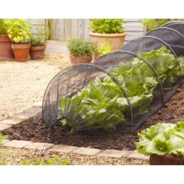 Net Grow Tunnel image()