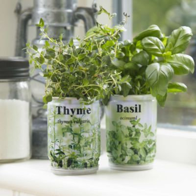 Grow-Your-Own Thyme in a Tin image(1)