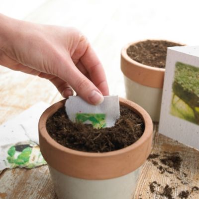 Seed Greetings Cards image(2)