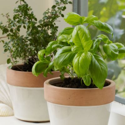 Seed Greetings Cards image(3)