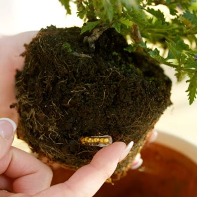 Soil Moisture Spikes image(2)