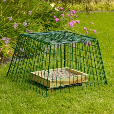 Ground Bird Feeder | Lakeland