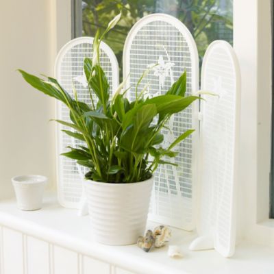 Plant Shade image(1)