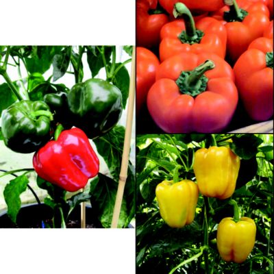 Suttons 3 Sweet Peppers image(1)