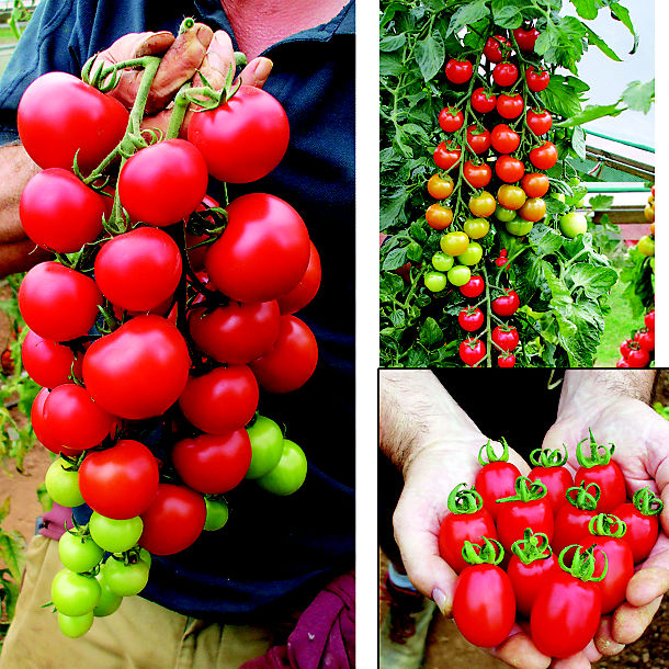 Suttons Tomato Collection image(1)