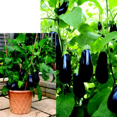 Suttons Aubergine Scorpio image(1)