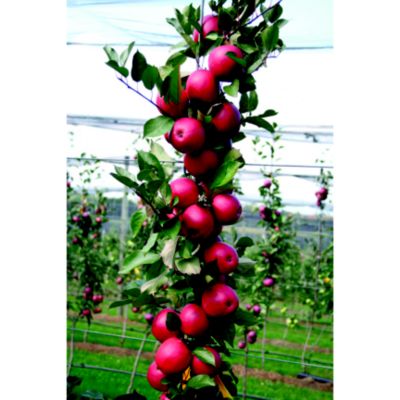 Suttons Redlove® Apple image(2)