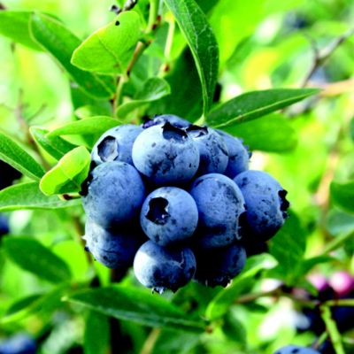 Suttons® Blueberry Collection image(1)