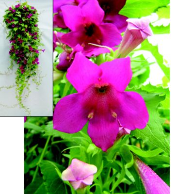 Suttons Lofos Burgundy Falls image(1)