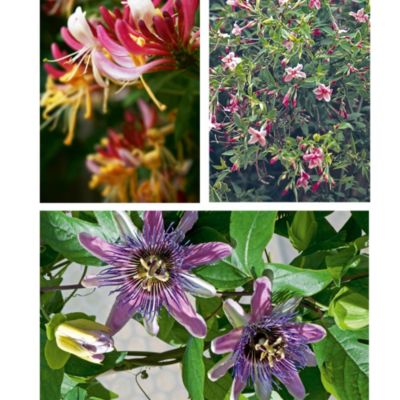 Thompson & Morgan Fragrant Climbing Collection image(1)