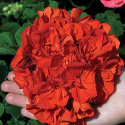 Thompson & Morgan Giant Geranium Octavia Hill image(1)