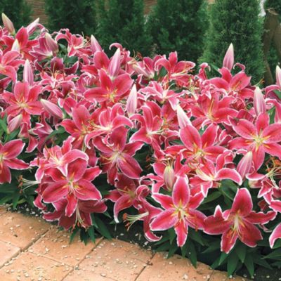 Thompson & Morgan Ground Cover Lily Dazzler image(1)