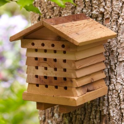 Solitary Bee Hive image()