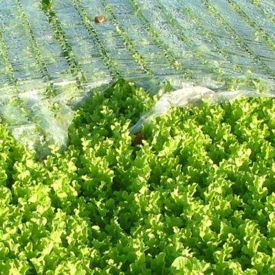 Summer Salad Seed Roll image(5)