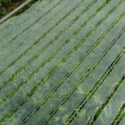 Classic Herbs Seed Roll image(4)