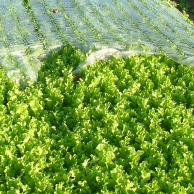 Classic Herbs Seed Roll image(5)