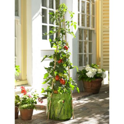Complete Tomato Growing Kit image(1)