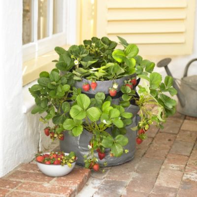 Strawberry Zigg Zagg® Planter image(1)