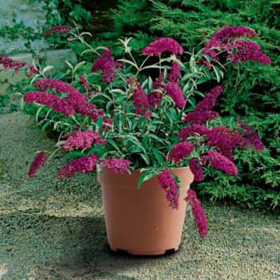 Thompson & Morgan Buddleia Buzz Red® image(1)