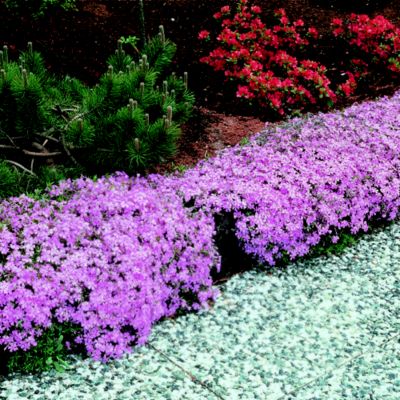 Thompson & Morgan Perennial Designer Collection image(1)
