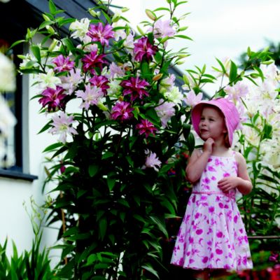 Thompson & Morgan Crystal Tree Lily® Collection image(1)