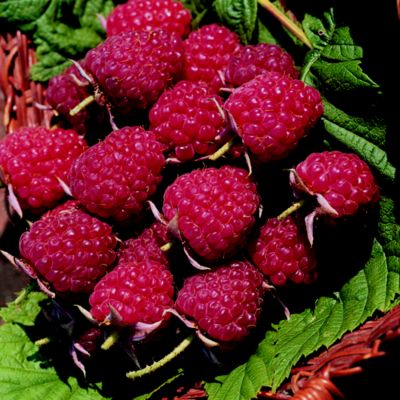 Thompson & Morgan Raspberry Autumn Bliss image(1)