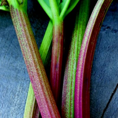 Thompson & Morgan Rhubarb Timperley Early image(1)