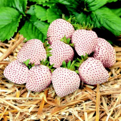 Thompson & Morgan Strawberry Duo image(1)