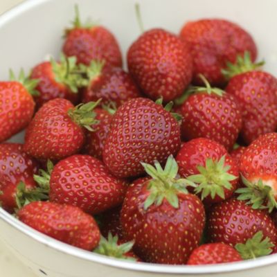 Thompson & Morgan Strawberry Duo image(2)