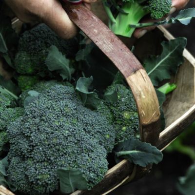 Suttons® Broccoli Collection image(1)