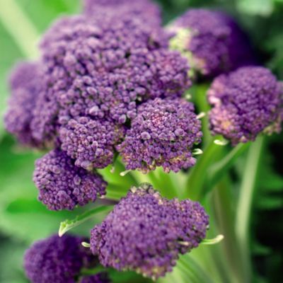 Suttons® Broccoli Sprouting Continuity Collection image(1)