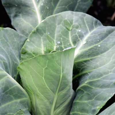 Suttons® Cabbage Pointed Duo Continuity Pack image(1)