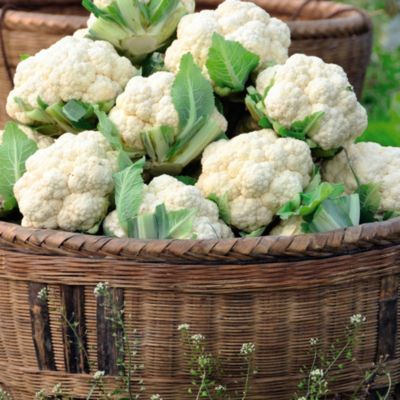 Suttons® Cauliflower Summer Collection image(1)