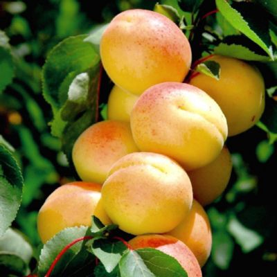 Suttons® Aprium Cot'n'Candy® Tree image(1)