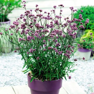 Suttons® Verbena Lollipop image()