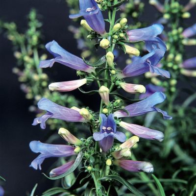 Suttons® Penstemon Electric Blue image()